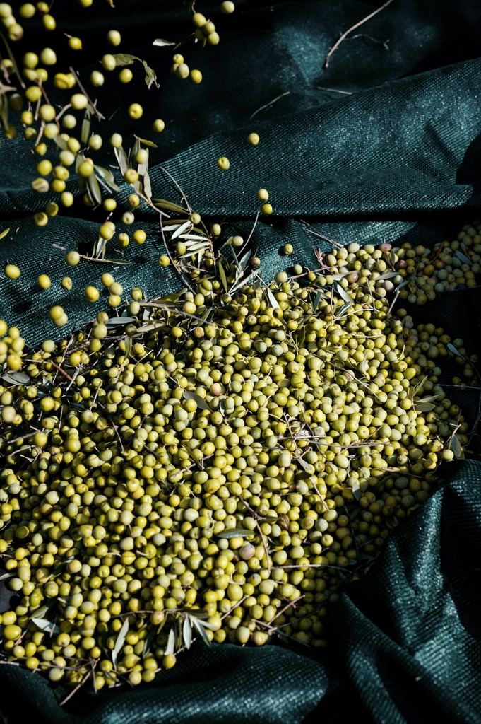 Recolección de aceitunas LONGO