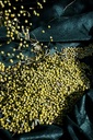 Recolección de aceitunas LONGO