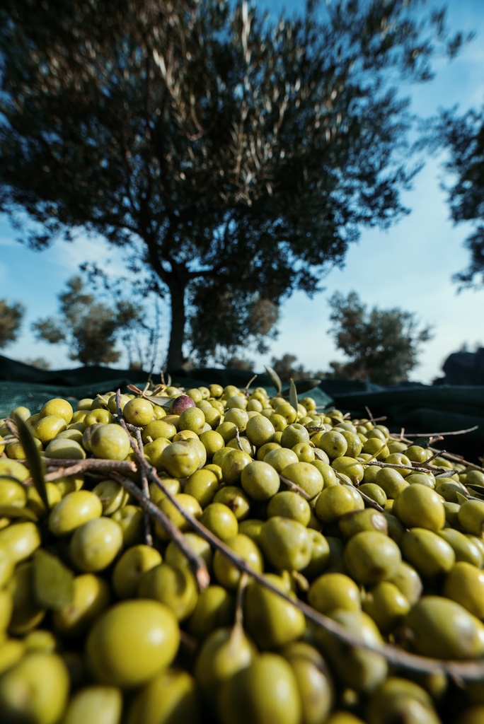 Recolección de aceitunas LONGO